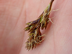 Carex tahoensis