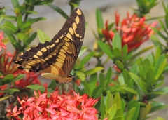 Heraclides thoas brasiliensis