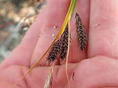 Carex macrochaeta