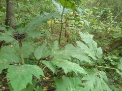 Heracleum sosnowskyi