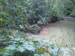 Heracleum sosnowskyi