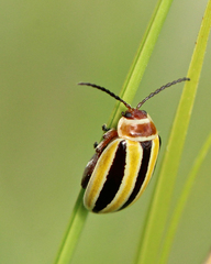 Kuschelina floridana