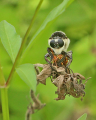 Mallophora bomboides