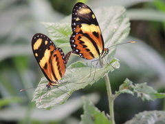 Mechanitis lysimnia nesaea