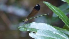 Calopteryx dimidiata