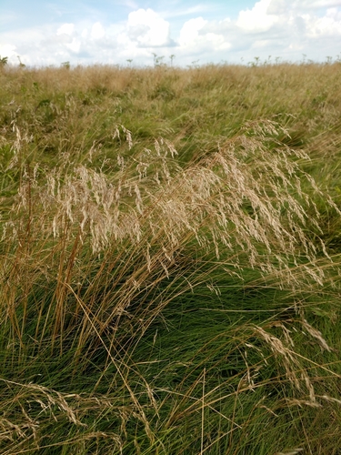 Hairgrass (Agrostis geminata) · iNaturalist