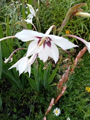 Gladiolus murielae