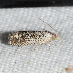 Eucosma argutipunctana