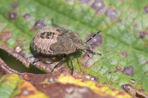 Uoginė skydblakė nuotrauka