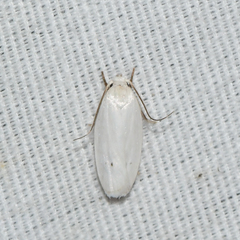 Antaeotricha albulella