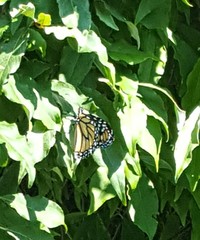 Danaus plexippus
