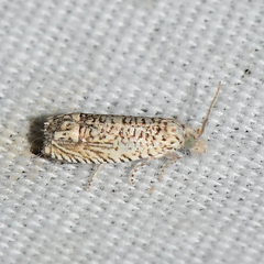 Eucosma argutipunctana