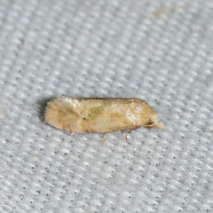 Platphalonidia magdalenae