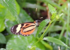 Hypothyris euclea laphria