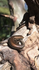 Pseudemoia cryodroma