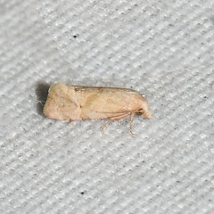 Platphalonidia magdalenae