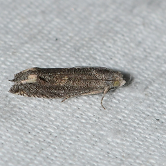 Epiblema minutana