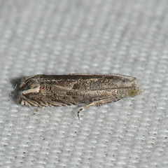 Epiblema minutana