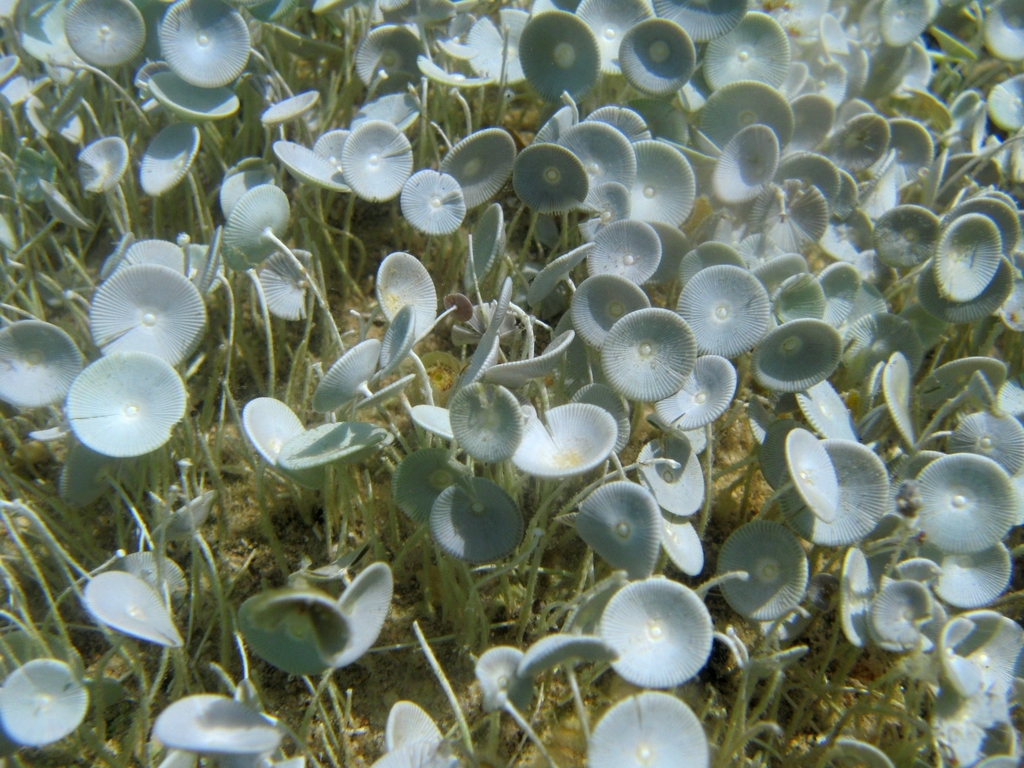 Photo of Umbrella Algae (Acetabularia acetabulum)