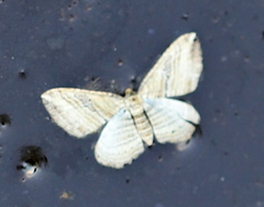 Costaconvexa polygrammata