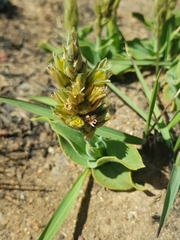 Chlorophytum trichophlebium