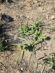 Chlorophytum trichophlebium