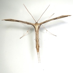 Emmelina monodactyla