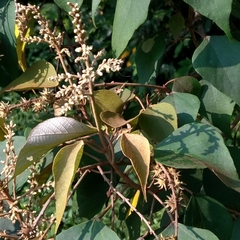 Mallotus paniculatus