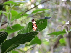 Mechanitis lysimnia nesaea