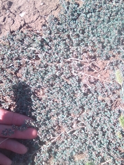 Euphorbia chamaesyce
