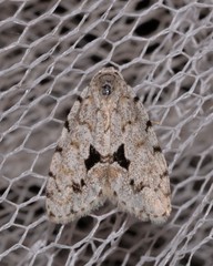 Thallarcha macilenta
