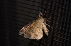 Chrysolarentia phaedra