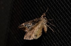 Chrysolarentia phaedra