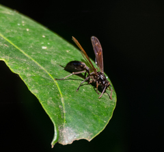 Agelaia angulata
