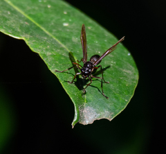 Agelaia angulata
