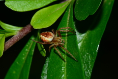Salsa brisbanae