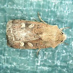 Xestia xanthographa