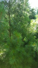 Pinus strobus
