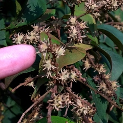 Mallotus paniculatus