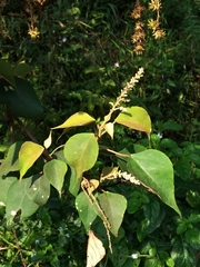 Mallotus paniculatus