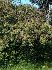 Mallotus paniculatus