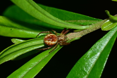 Salsa brisbanae