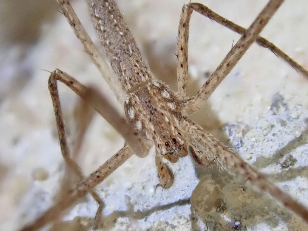 Quemedice piracuruca