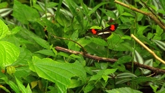 Heliconius erato phyllis