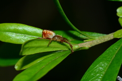 Salsa brisbanae
