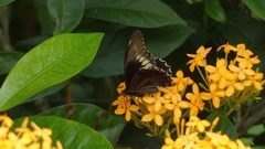 Battus polydamas