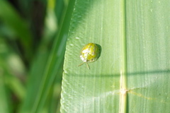 Cassida circumdata
