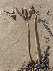 Laminaria digitata