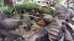 Dendrobates truncatus