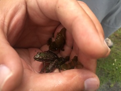 Lithobates spectabilis
